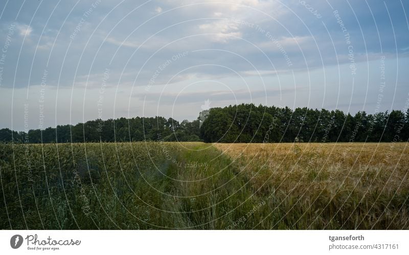 Zugewachsener Feldweg zwischen zwei Getreidefeldern in unterschiedlichen Reifestadiem Reifezeit Wald Landwirtschaft Natur Sommer Kornfeld Ähren Nutzpflanze