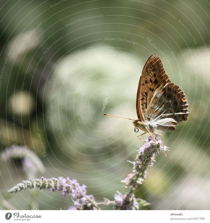 Sit and Wait Natur Tier Blüte Wildtier Schmetterling 1 Zufriedenheit Leben ruhig Farbfoto Gedeckte Farben Außenaufnahme Textfreiraum links Textfreiraum oben