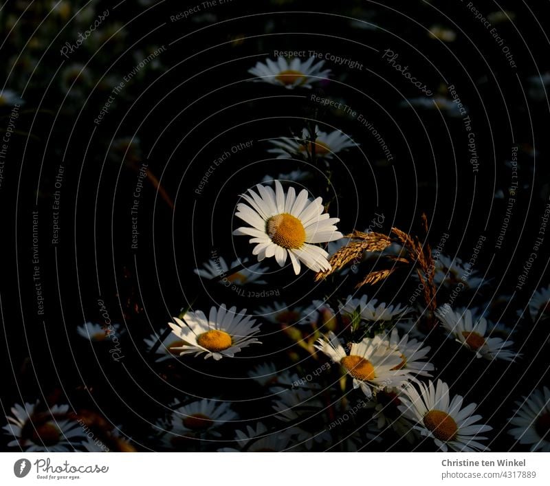 Die Margeriten auf der Wiese leuchten im letzten Sonnenlicht eines schönen Sommertages Wildblumen Sommerabend Wildblumenwiese ruhig Blumenwiese Unschärfe