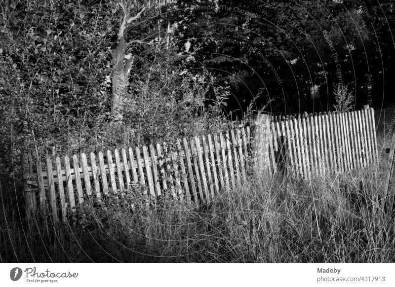 Alter Holzzaun in einem Bauerngarten am Waldrand im Sommer bei Sonnenschein in Rudersau bei Rottenbuch im Kreis Weilheim-Schongau in Oberbayern, fotografiert in klassischem Schwarzweiß