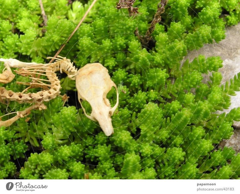 skeleton of a mouse Skelett grün Wirbelsäule Vergänglichkeit Rippen Schädel abgenagt