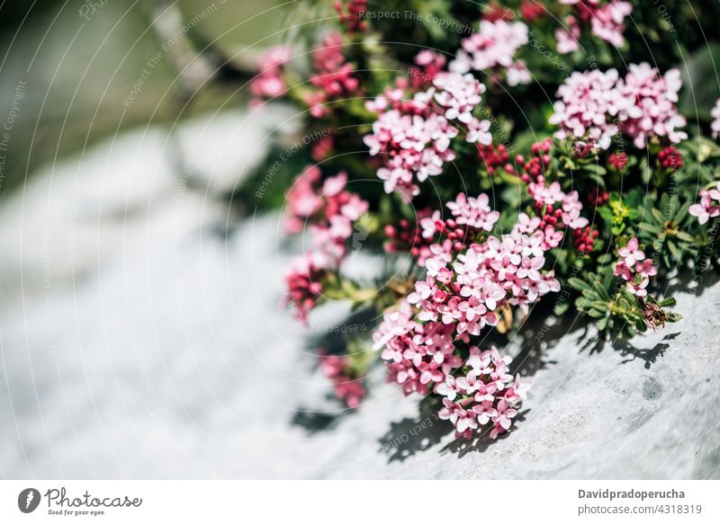 Blühende Blüten eines immergrünen Strauches mit grünen Blättern Rosendaphne Blume Blütezeit Natur Flora Blütenblatt Blütenknospen Pflanze filigran geblümt