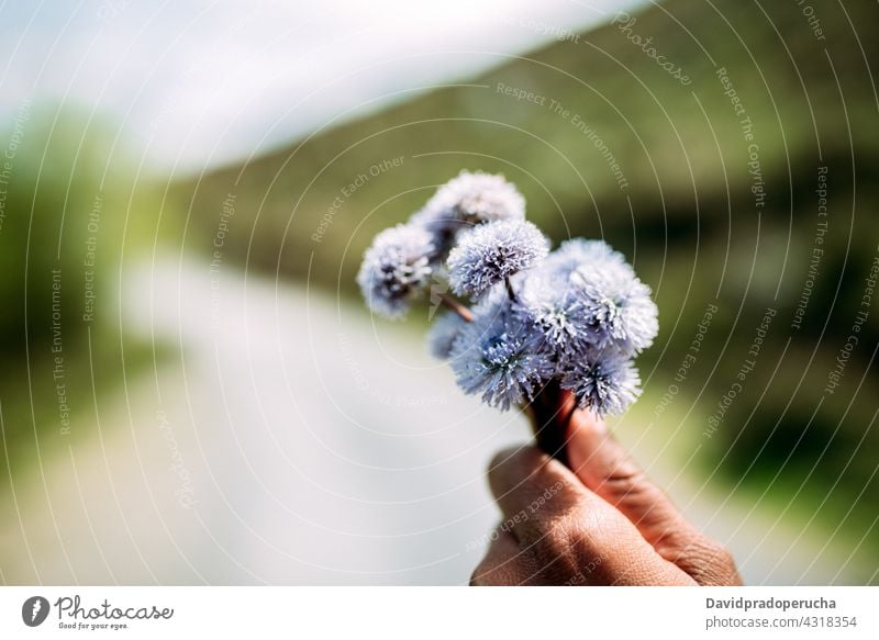 Person mit Strauß blühender Blumen Haufen Kugelblume trichosantha Blütenknospen Blütenblatt Natur Blütezeit Aroma Pflanze duftig aromatisch geblümt natürlich