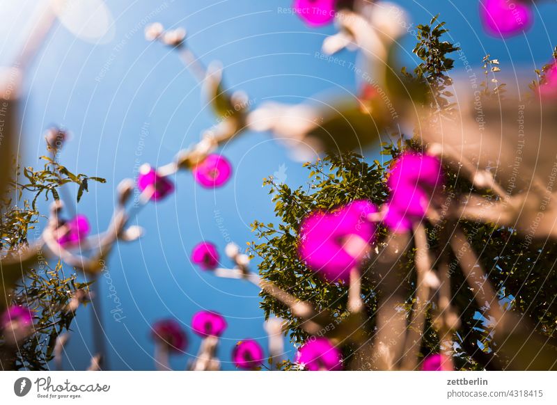 Kronenlichtnelke und Kirschbaum aus der Vogelperspektive ast erholung erwachen ferien frühjahr frühling frühlingserwachen garten himmel kleingarten