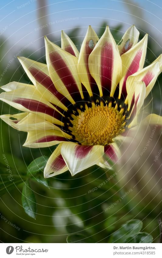 Blütenstand einer Gazanie Gazania Mittagsgold Pflanze Blume aus Südafrika Züchtung geringe Tiefenschärfe blühen Auslese Korbblütler frostempfindlich Asteraceae