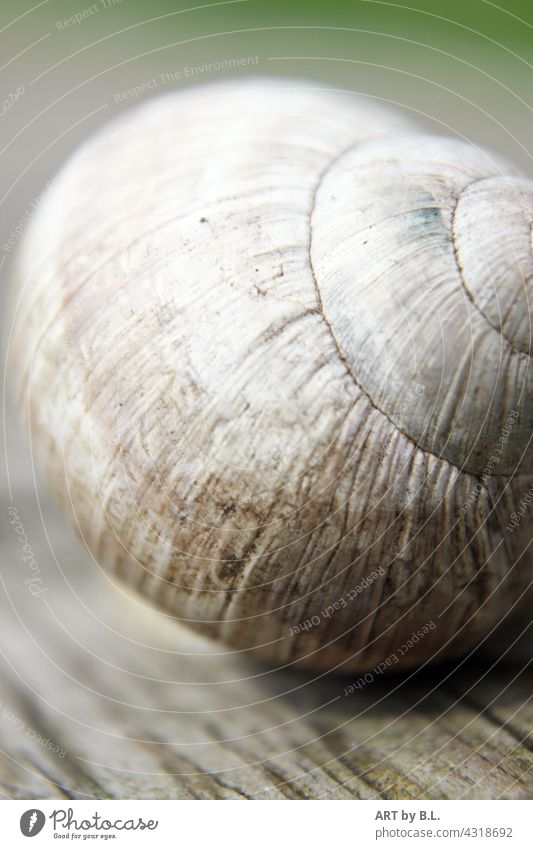 Weinbergschnecke schneckenhaus tier ausschnitt struktur muster natur weinbergschncke