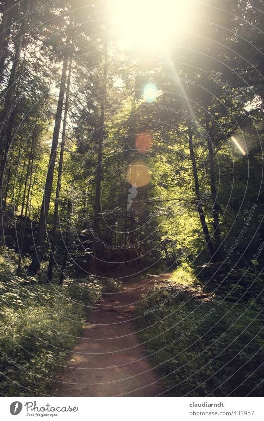 Waldlicht Sommerurlaub wandern Umwelt Natur Pflanze Sonne Schönes Wetter Wärme Baum Gras Schwarzwald schön grün Freiheit Blendenfleck Blendeneffekt Wege & Pfade