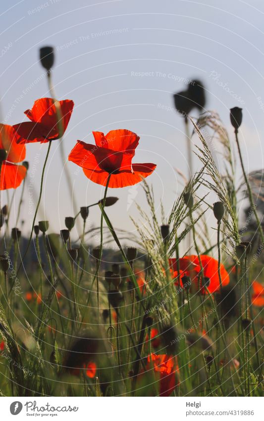 mal wieder Mo(h)ntag - roter Klatschmohn und Gräser am Feldrand vor blauem Himmel Mohn Mohnblüte Mohnkapsel Mohnknospe Knospe Gras Pflanze Natur Sommer