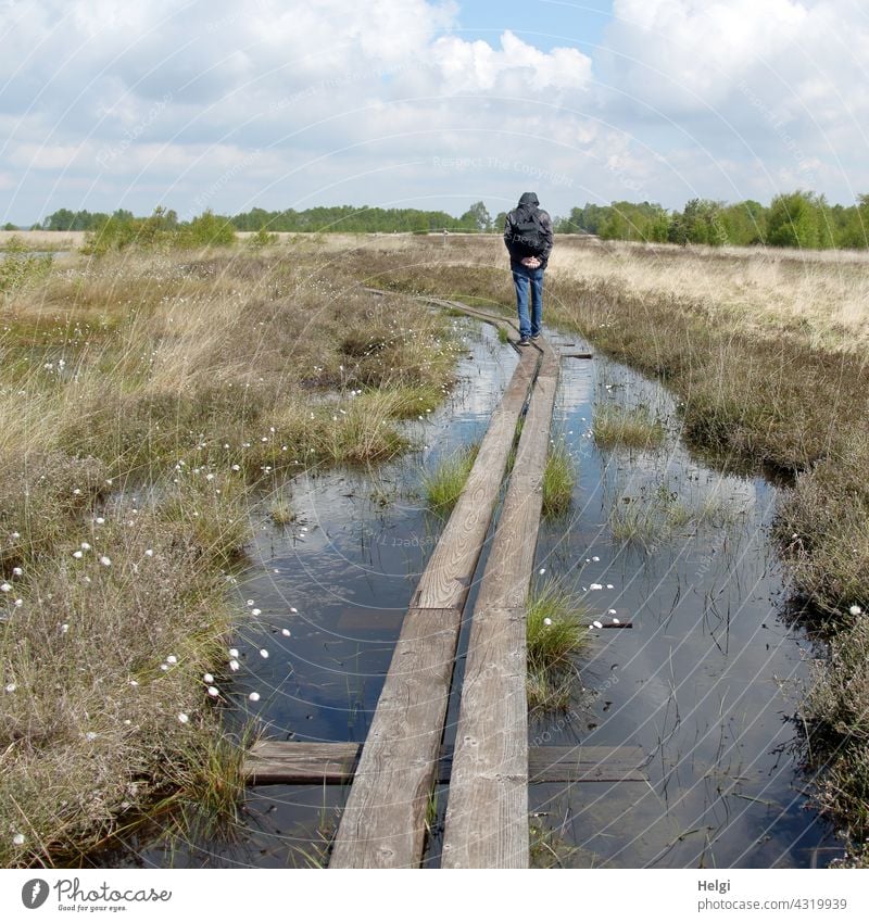 auf dem Holzweg  - Rückansicht eines Mannes, der im Moor auf einem von Wasser umgebenen  Holzsteg geht Moorlandschaft Mensch Moorwasser Gras Wollgras