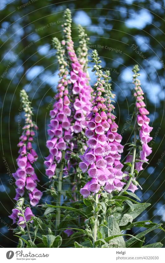 2700 | viele Fingerhüte (Digitalis purpurea) blühen auf einer Waldlichtung Fingerhut Pflanze Blume Blüte wachsen Fuchskraut Schwulstkraut Wegerichgewächs