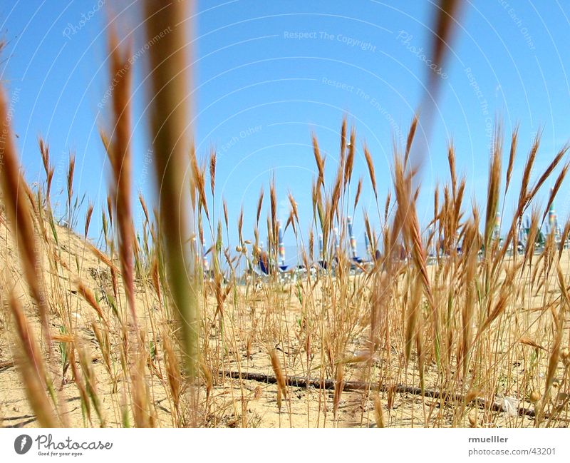 Dry and Thirsty Strand Gras Ferien & Urlaub & Reisen Meer Italien heiß Sommer Sand Himmel Natur Leben