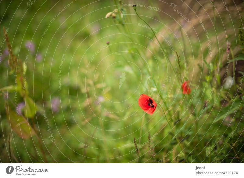 Roter Mohn auf einer Wildblumenwiese Blüte Wiese Natur Sommer Pflanze Wildpflanze blühen Blumenwiese Unschärfe sommerlich Garten Sommerblume Juli Bauerngarten