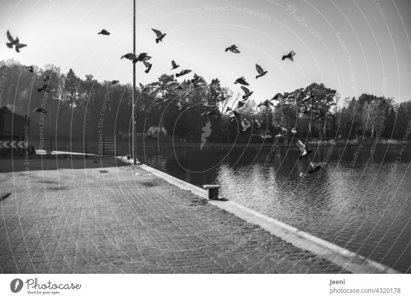 Erschrockene Tauben Flug Vogel Tier fliegen erschrocken aufgescheucht Himmel Flügel Vogelschwarm vogelschar Schwarm Tiergruppe Schwarmverhalten Vögel Freiheit