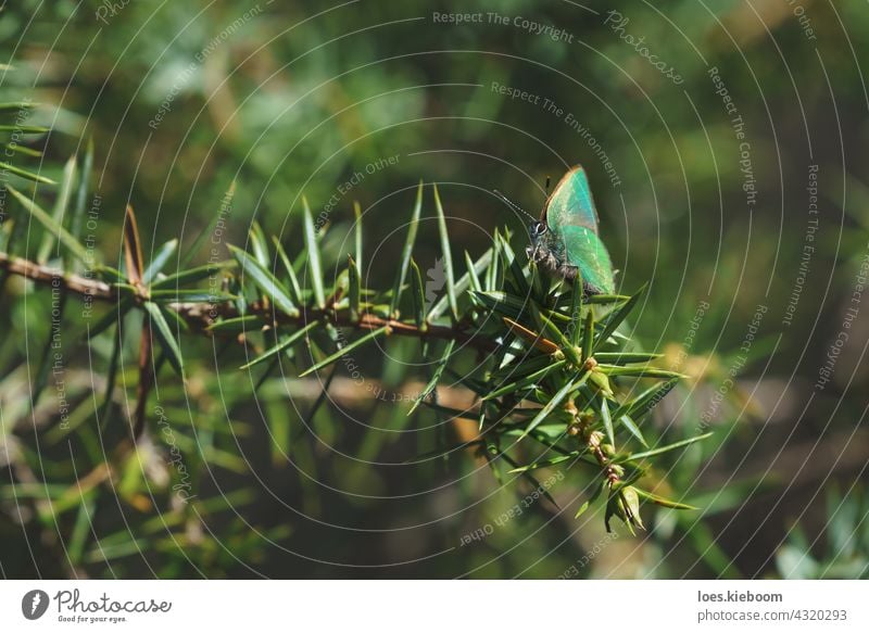 Ruhige Frühlingsszene mit grünem Haarschmetterling in einem immergrünen Wald auf einem Wacholderstrauch, Tirol, Österreich Schmetterling Grüner Haarbüschel