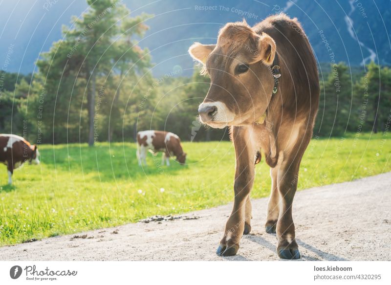 Niedliches sonnenbeschienenes Kalb auf einer Almwiese mit grasenden Kühen in den Bergen, Mieming, Tirol, Österreich Kuh Wade Braunvieh Tier Baby Natur braun