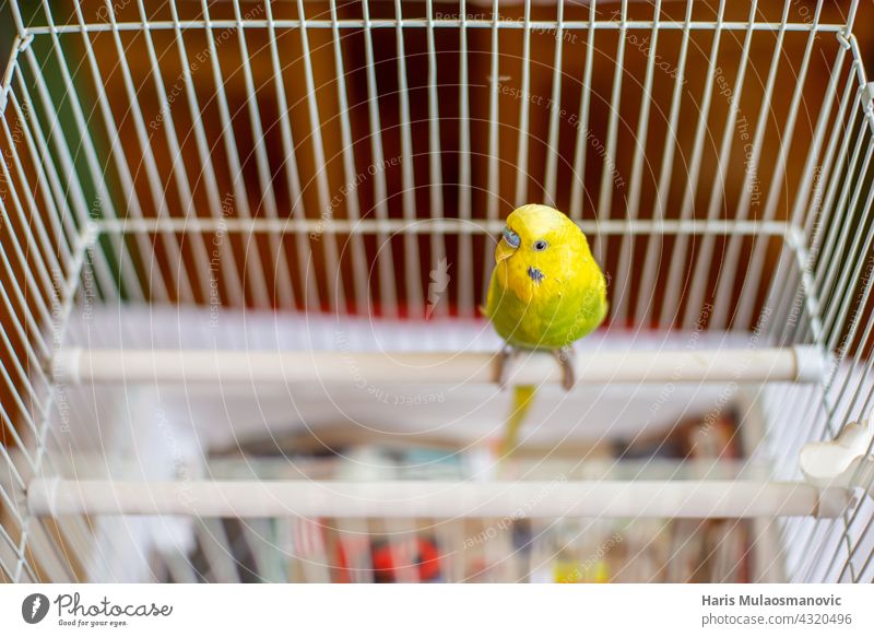 Sittich Wellensittich stehend auf der Sitzstange in seinem Käfig Tier Baby Hintergrund Schnabel schön Vogel Vogelkäfig Vögel fliegen Born züchten Käfigkampf