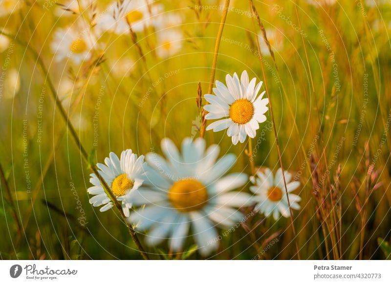 Margeriten weiß gelb Blüte Blume Blühend Pflanze Sommer Gräser Menschenleer niemand