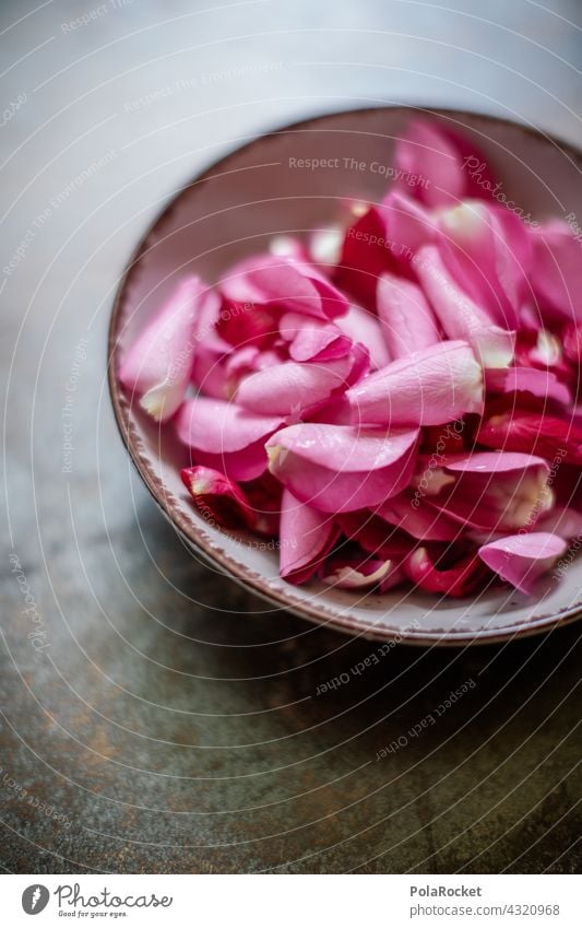 #A# Rosenblätter Rosenblüte Dekoration & Verzierung Duft duftend rosa Blume Blüte Natur Farbfoto Pflanze Romantik Sommer Schwache Tiefenschärfe