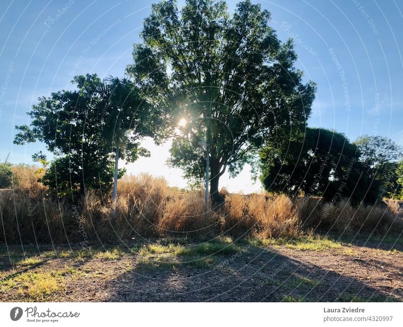 Das Licht durch den Baum Morgen Sonnenlicht Natur Landschaft Umwelt Ansicht Saison im Freien schön Morgenlicht natürlich malerisch Bäume Hintergrund Schönheit