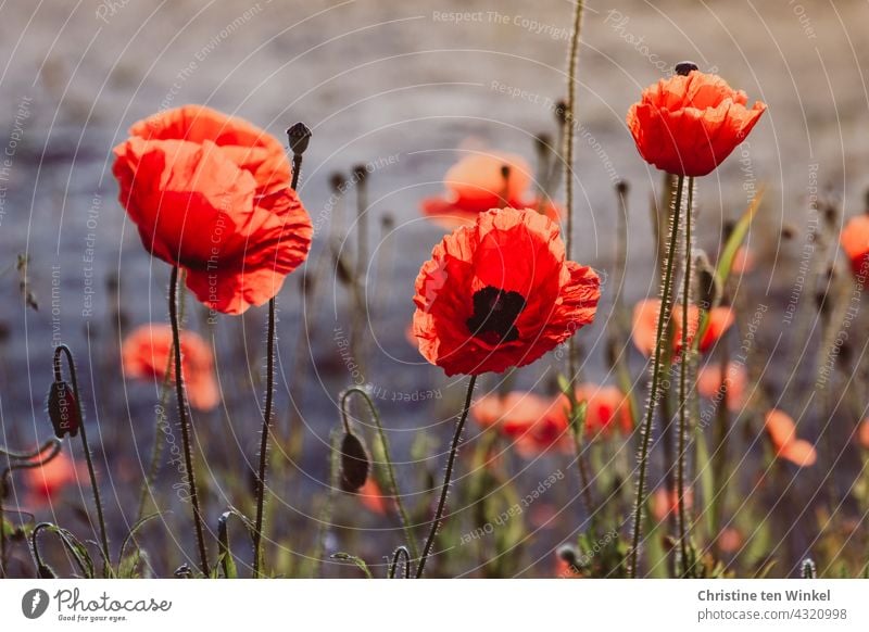 Mohn / Klatschmohn / Papaver rhoeas Mohnblüte rot Blühend Sommer schön Wildblumen Umwelt Umweltschutz Mohnliebe Insekten Klimaschutz frühmorgens wunderschön