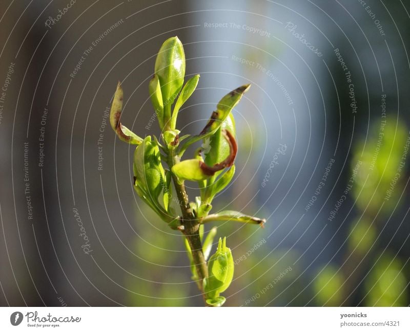 Zweig Blatt Baum Natur Ast