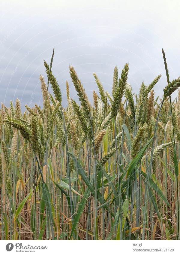 unreife Weizenähren in einem Kornfeld Ernährung Lebensmittel Weizenfeld Ähren Sommer Himmel Wolken Feld Getreide Landwirtschaft Getreidefeld Nutzpflanze