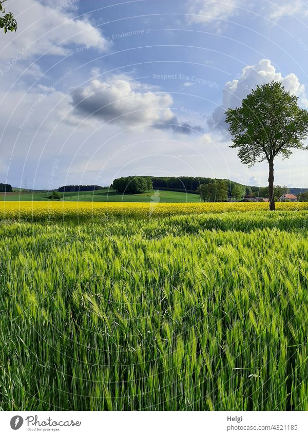 Dorflandschaft - Felder mit Gerste und blühendem Raps, einem Baum und Hügel vor blauem Himmel mit Wolken Landschaft Natur Frühling Gerstenfeld unreif Rapsfeld