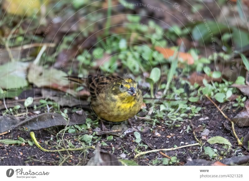 Goldammer sitzt auf dem Waldboden und sucht nach Nahrung Emberiza-Zitrinella Wintervogel Tier Vogel Textfreiraum kuschlig kuschelig weich Federn Stock Fliege