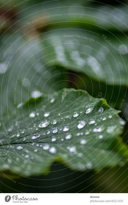 nach dem Regen Hamamelis Hamamelisblatt Sommerregen Regenwetter Melancholie dunkelgrün Muster Tropfen Wassertropfen Zaubernuss ästhetisch Wetter Reinheit rein