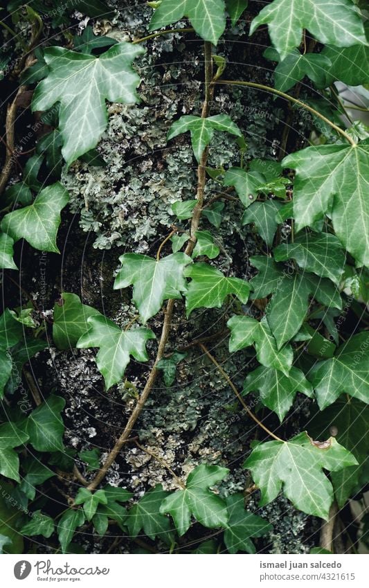 grüne Pflanzenblätter am Baumstamm Blätter Blatt Garten geblümt Natur natürlich Laubwerk Vegetation dekorativ Dekoration & Verzierung abstrakt texturiert