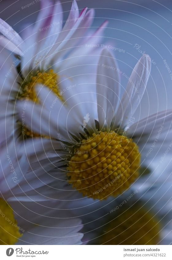 Romantische weiße Gänseblümchen im Frühling Blume Blütenblätter Pflanze Garten geblümt Flora Natur dekorativ Dekoration & Verzierung romantisch Schönheit