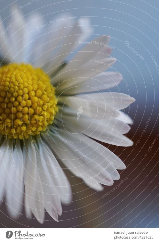 Romantische Gänseblümchenblüte im Frühling Blume weiß Blütenblätter Pflanze Garten geblümt Flora Natur dekorativ Dekoration & Verzierung romantisch Schönheit