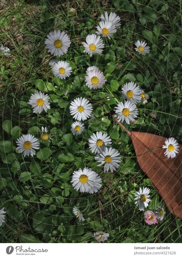 Romantische Gänseblümchen blühen im Garten Blume weiß Blütenblätter Pflanze geblümt Flora Natur dekorativ Dekoration & Verzierung romantisch Schönheit