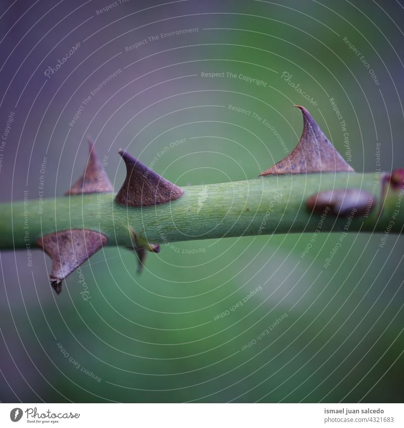 Brombeersträucher im Frühjahr Brombeerstrauch Pflanze grün Natur natürlich Laubwerk Vegetation abstrakt texturiert Frische im Freien Hintergrund Schönheit