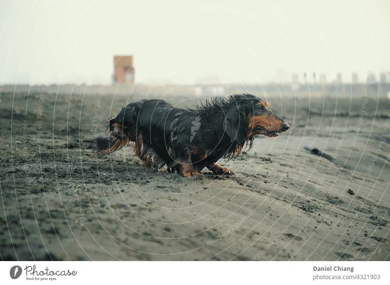 Hund spielend am Strand Haustier nass aufregend Gefühl Moment Tier Außenaufnahme Tierporträt Tag Sand Küste vorausblicken Meer Schwache Tiefenschärfe Spielen