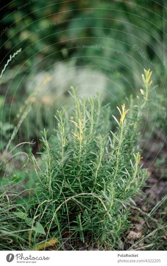 #A# Rosmarin im Garten rosmarinzweig Gartenkräuter Kräuter & Gewürze grün Grünpflanze Gesunde Ernährung Farbfoto Lebensmittel Pflanze Bioprodukte Nahaufnahme