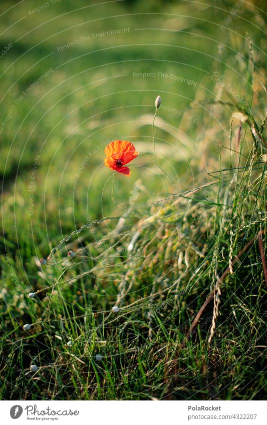 #A# Mohn am Rand Mohnblüte Mohnblume Wiese Wiesenblume rot grün Sommer Natur Blühend