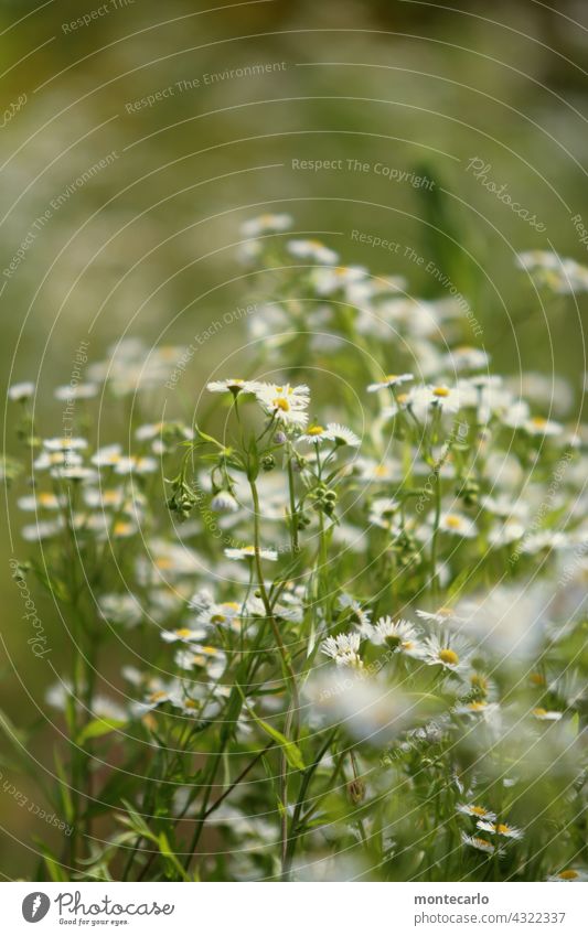 Blumiger Wochenbeginn mit Kamille Pflanze Natur Sommer Blume Frühling Blüte Kraut frisch gelb grün natürlich Sonnenlicht Wildblume malerisch Umwelt Frische