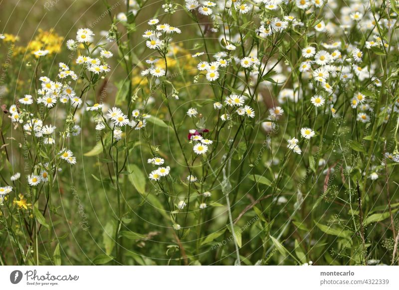 Wilde Kamille farbenfroh Feld Wiese Saison Blütenblatt Blütenblätter ruhig idyllisch Frische Umwelt malerisch Sonnenlicht Wildblume natürlich grün gelb frisch