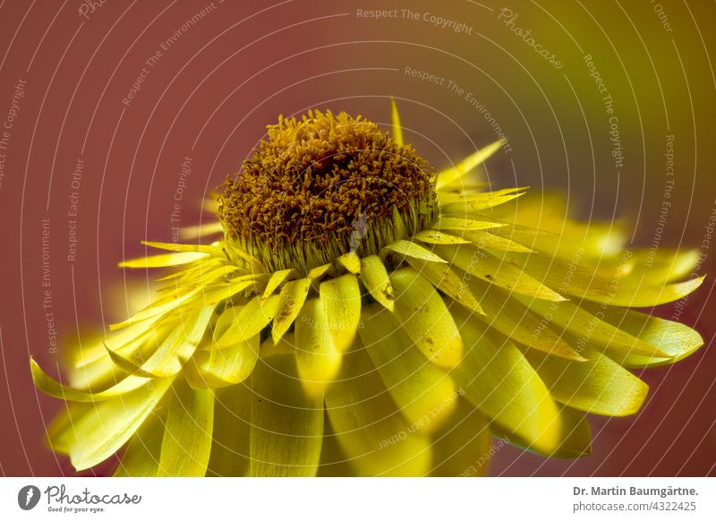 Helichrysum, Strohblume, gelbe Hybride Blütenstand Blume blühend Helichysum Sorte Züchtung Asteraceae Korbblütler Compositae Pflanze geringe Tiefenschärfe