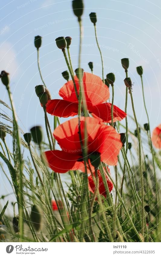 Klatschmohn Blüten und Kapselfrüchte Mohnblume Papaver rhoeas Wildpflanze krautig einjährig zweijährig anspruchslos Blütenblätter leuchtend rot Kapselfrucht