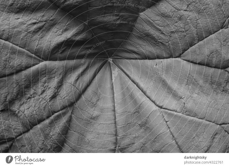 Großes Blatt mit Adern im Detail als massiver Hintergrund für Natur Aufnahmen und organische Themen frische frisches großes grünes graues geben gabe Salat