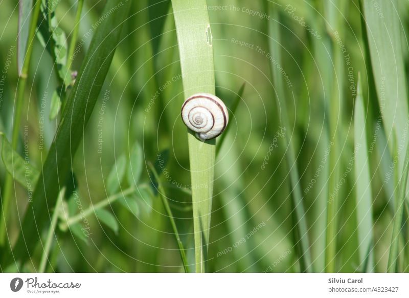 Edle Schafgarbe in Blüte Nahaufnahme mit selektivem Fokus Hintergrund schleimig Natur Riesenglanzschnecke Wegschnecke braun Tier Makro langsam grün Panzer