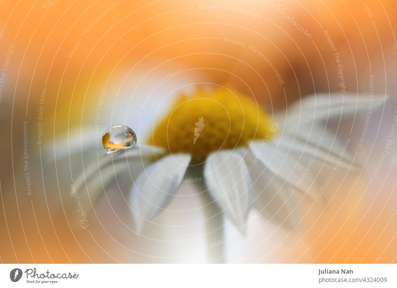 Schöne Makroaufnahme von magischen Blumen.Border Art Design. Magisches Licht.Extreme Nahaufnahme Makrofotografie.Konzeptuelles abstraktes Bild.Orange und weißer Hintergrund.Fantasy Art.Creative Wallpaper.Beautiful Nature Background.Amazing Spring Flowers.Water Drop.