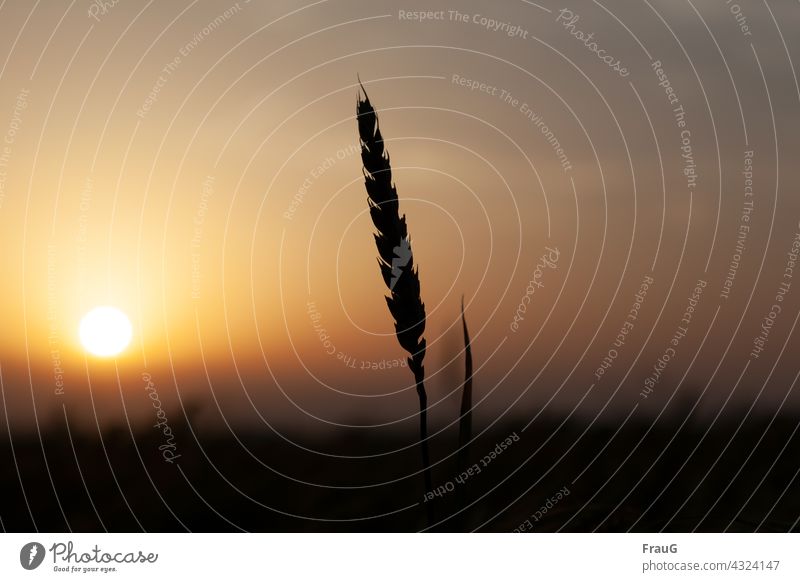 Die Schönheit im Auge des Betrachters | Weizenhalm im Abendlicht Landschaft abends Abendstimmung Abendsonne Sonnenuntergang Sonnenuntergangshimmel Getreide Halm