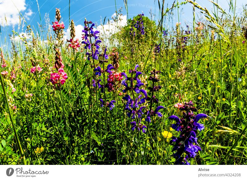 2021 06 13 Lessini blühender Frühling 6 Feld Natur Himmel grün Gras Sommer Hügel Hintergrund Landschaft Wiese Saison Blume Vektor blau Umwelt Cloud Pflanze