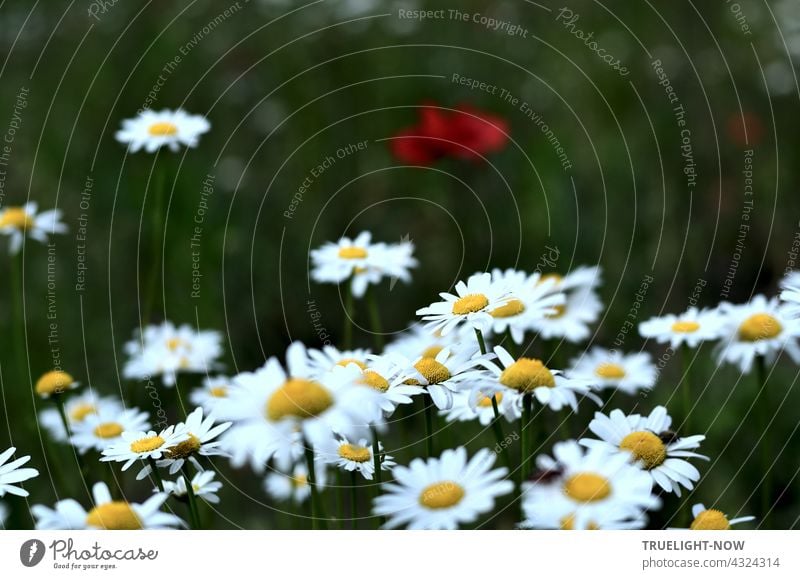 Leuchtend weissgelbe Margeriten haben sich in den Vordergrund gedrängt und der roten Mohnblume im unscharfen etwas düster grünen Hintergrund kaum eine Chance gelassen