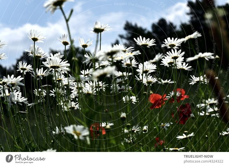 Bevor der Herbst kommt. Margeriten weiss, Mohn rot. Himmel blau, Wald schweigt. Wiese Blumen Untersicht Mohnblüten hellblau Wolken Waldrand unscharf dunkel