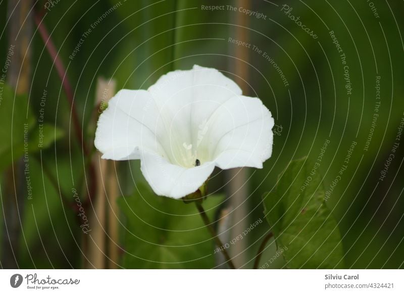 Heckenwinde in Blüte Nahaufnahme mit grünem Hintergrund weiß Blume Gewöhnliche Zaunwinde Pflanze Blatt Flora Natur Sommer wild geblümt Garten Wildblume