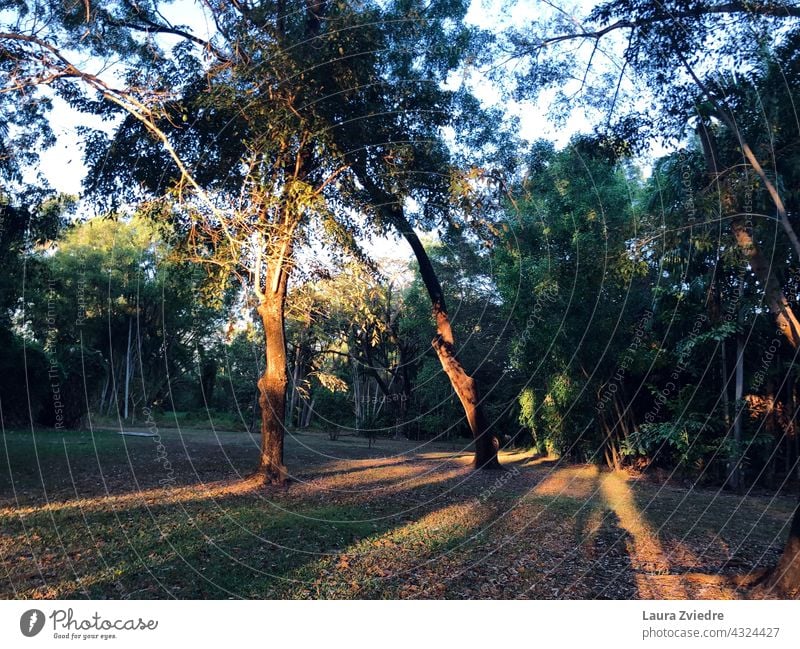 Morgenlicht im Park Sonnenaufgang Baum Bäume Landschaft Saison im Freien Natur Ansicht Umwelt schön Hintergrund malerisch natürlich Wetter Licht sonnig Schatten